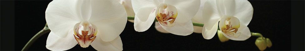 Orchid Newton - Interior Design